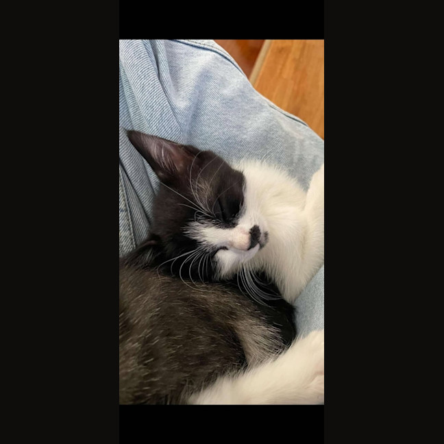 Photo of Miffy   Located In Wantirna South