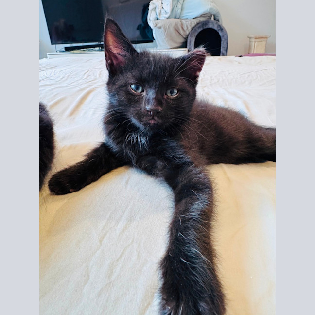 Photo of Pumpernickle