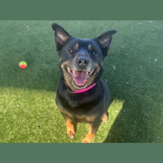 Photo of Rosie Imp 2234