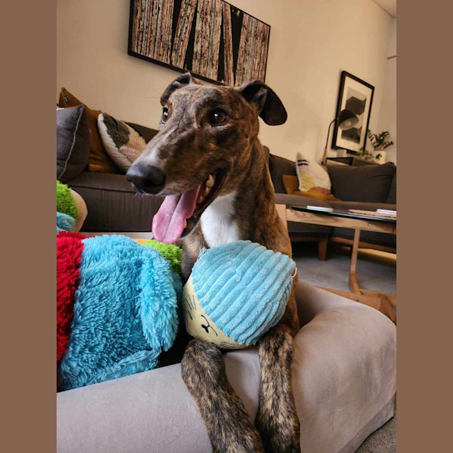 Photo of Tiger, The Adorable Greyhound