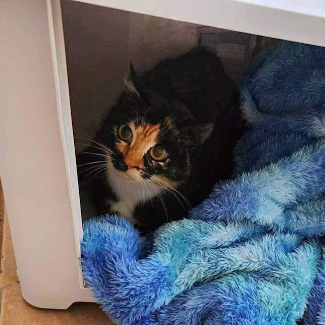 Photo of 9673   Tora