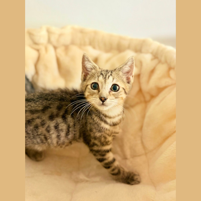 Photo of Splash And Shiny 