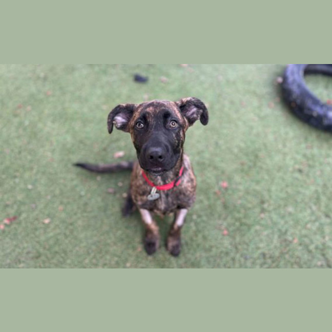 Photo of Deuce