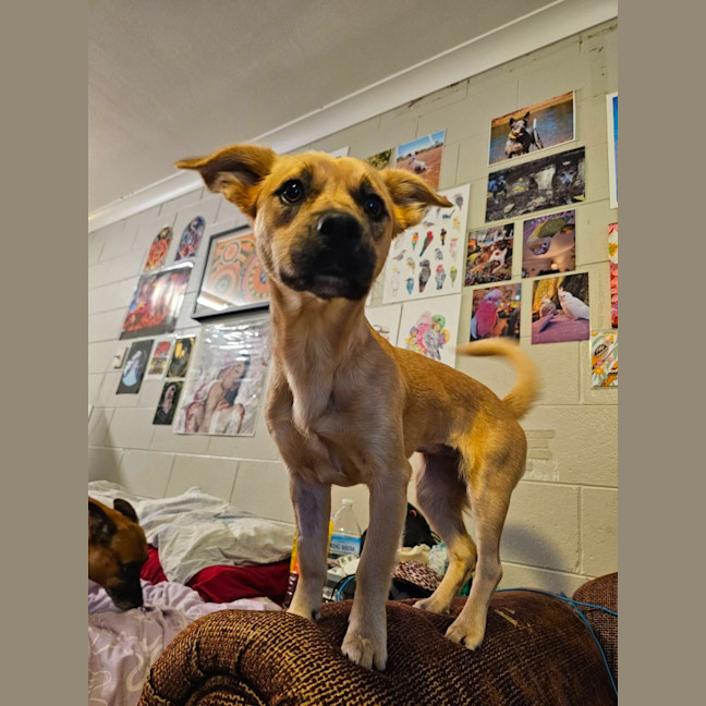 Photo of Bella