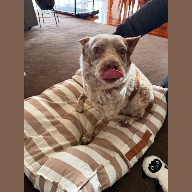 Photo of Baxter