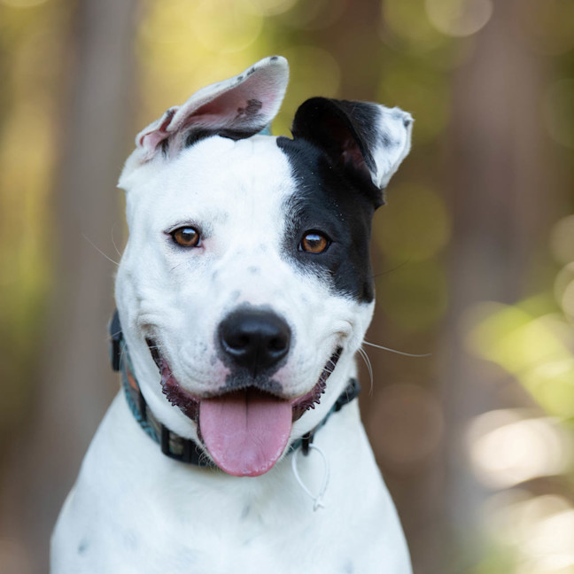 Photo of Nova