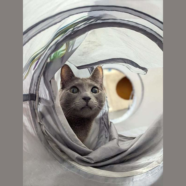 Photo of Smokey