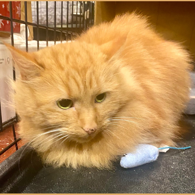 Photo of Mango Fluff