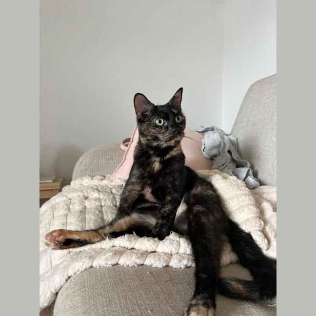 Photo of Meeko
