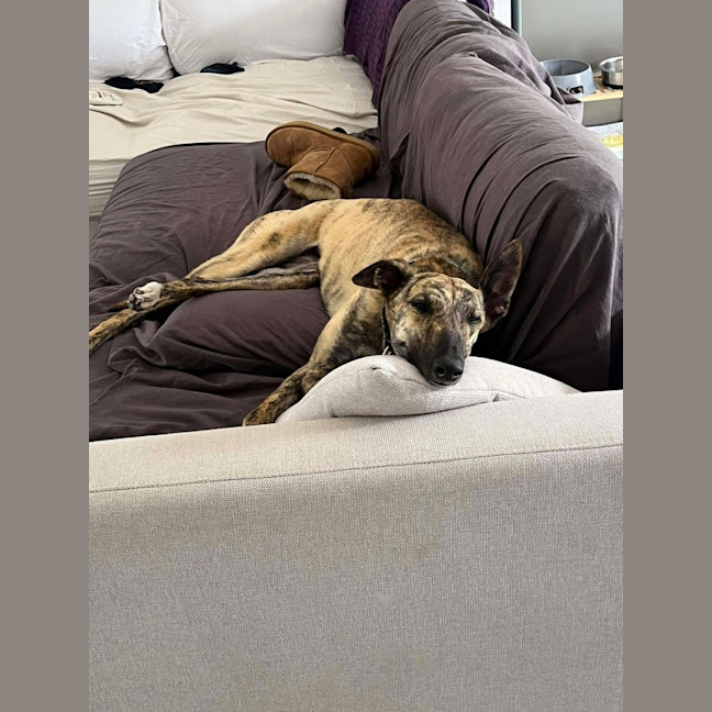 Photo of Alice, The Greyhound