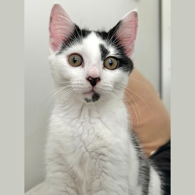 Photo of Pebbles 