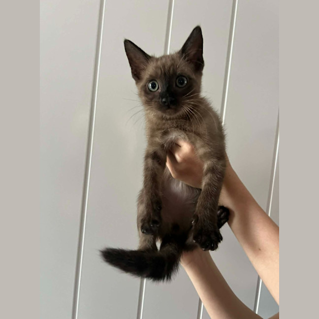 Photo of Draco