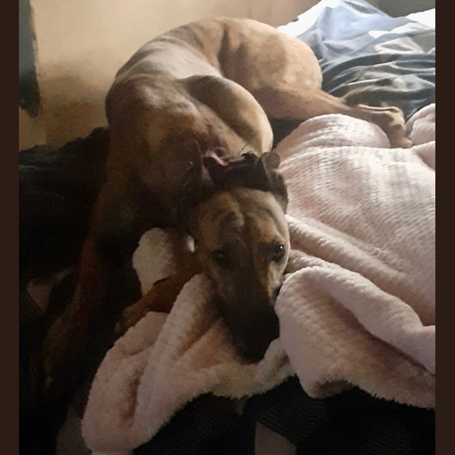 Photo of Lexi   Assisted Rehome ❤️🐶