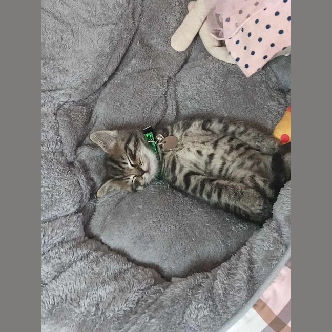 Photo of Chairman Meow