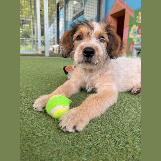 Photo of D1236 Sunny