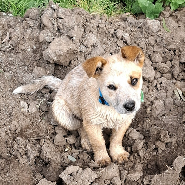 Photo of Whiskey