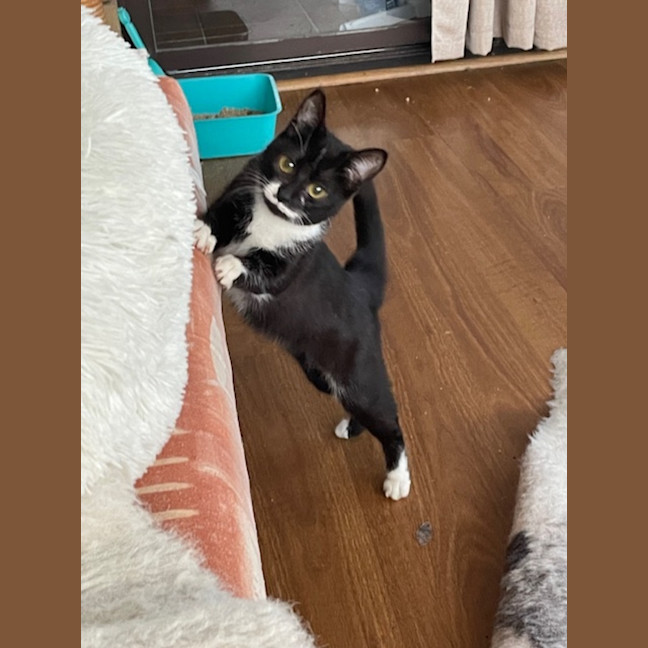 Photo of Geraldine   4 Month Old Domestic Short Hair