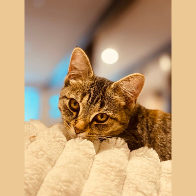 Photo of Lucky