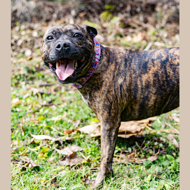 Photo of Daffodil 