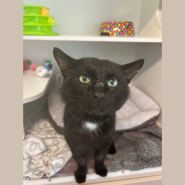 Photo of Whiskas