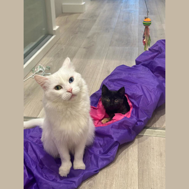 Photo of Bella & Fleur