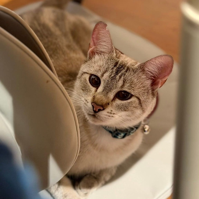 Photo of Sassy