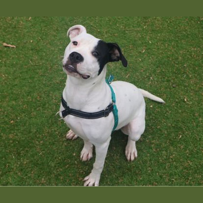 Photo of Daisy