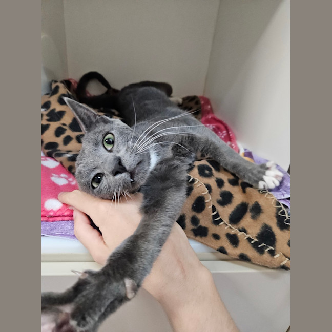 Photo of Ozias