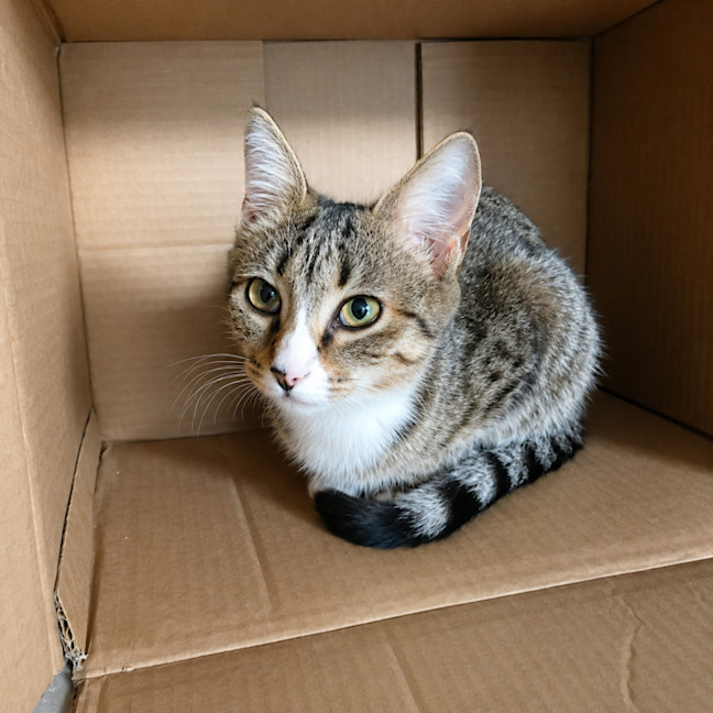 Photo of Quinn