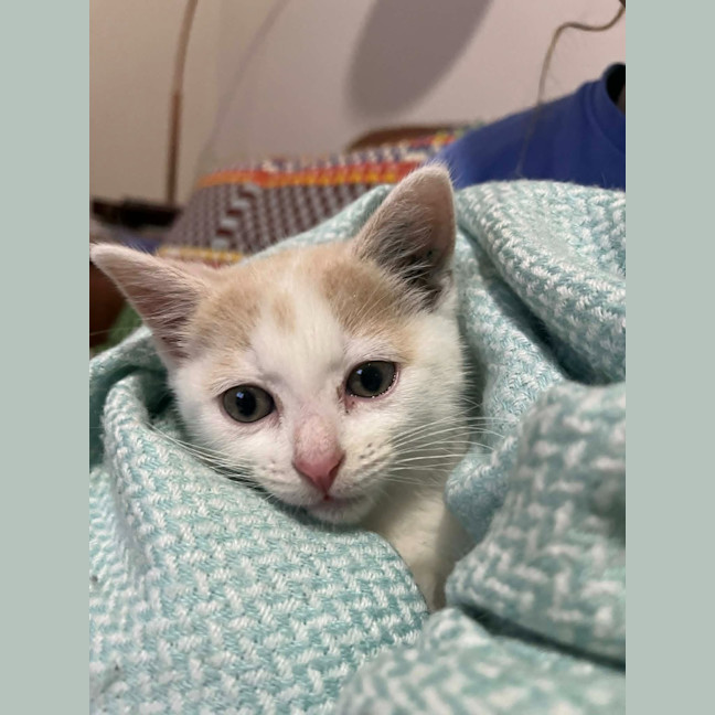 Photo of Clover