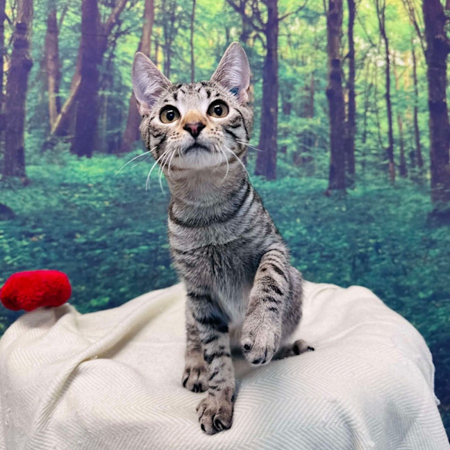 Photo of Dodge   Located In Templestowe