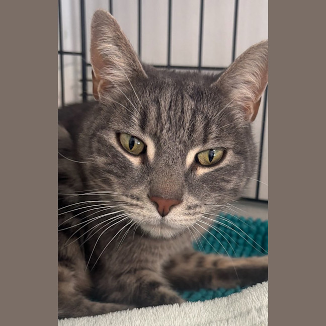 Photo of Cosmo