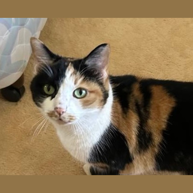Photo of Cleo 