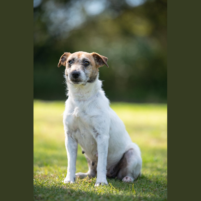 Photo of Josie
