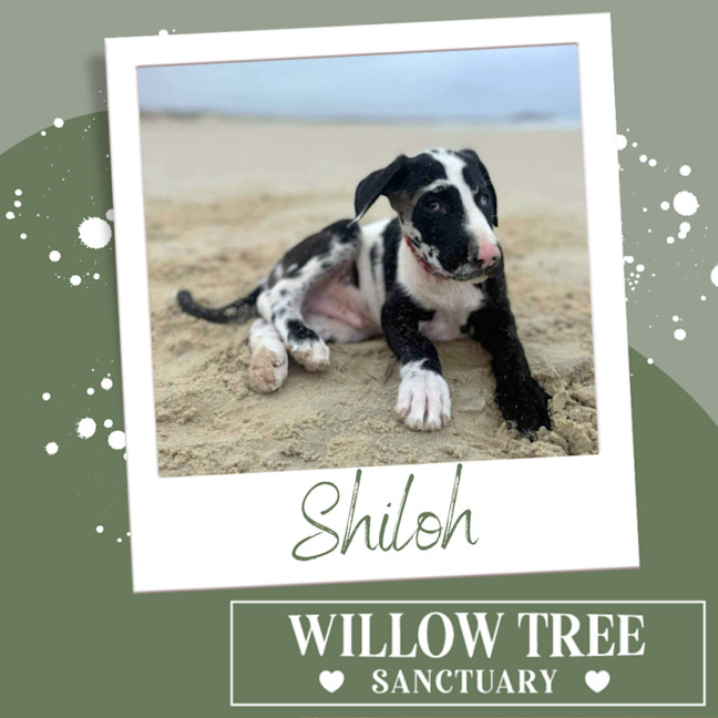 Photo of Shiloh
