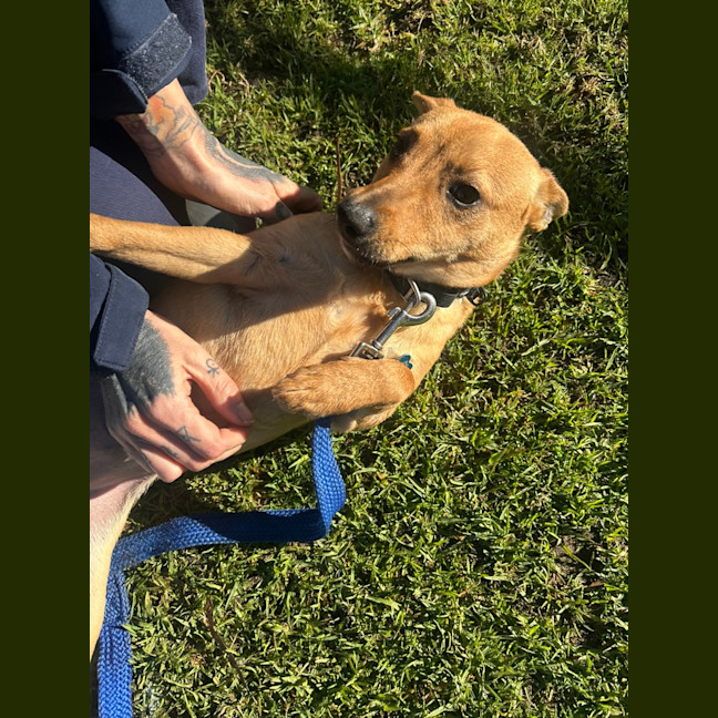 Photo of Twinkie
