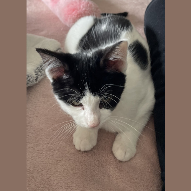 Photo of Bandito