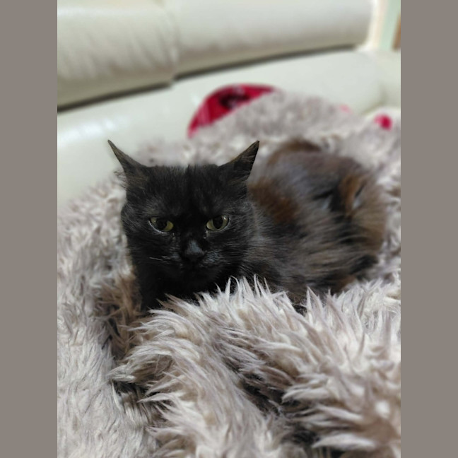 Photo of Soot Sprite