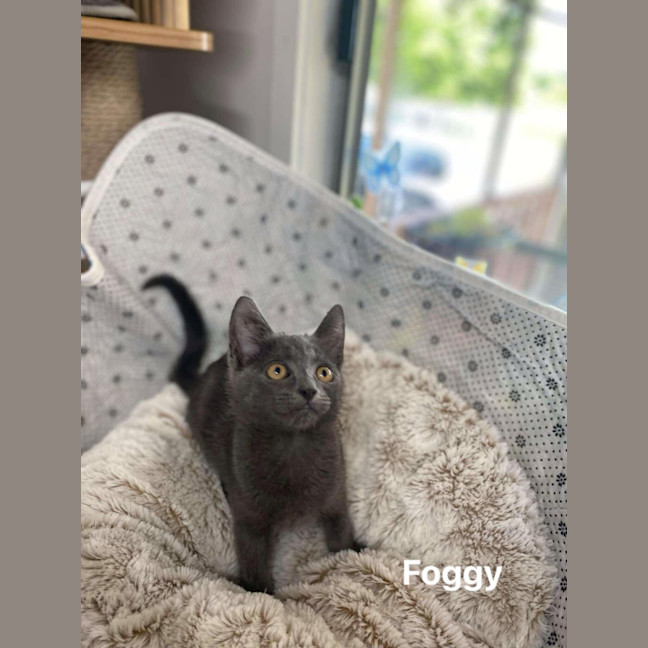 Photo of Foggy