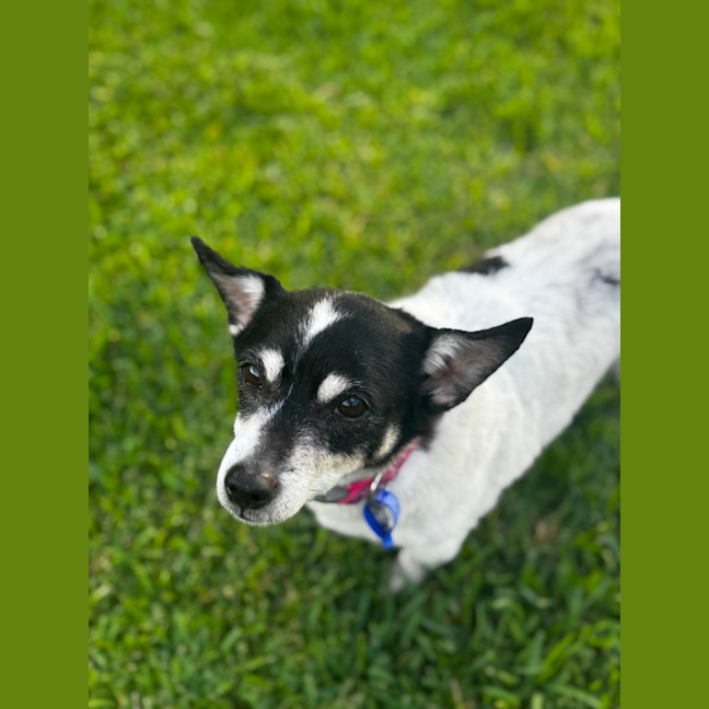 Photo of Tiny   14 Year Old Fox Terrier X