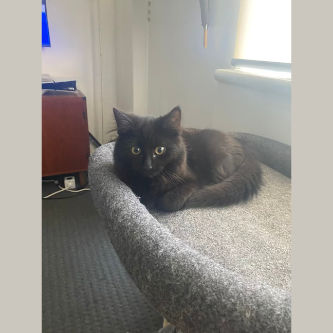 Photo of Salem