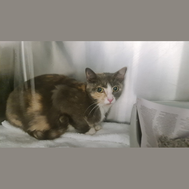 Photo of Jasmine