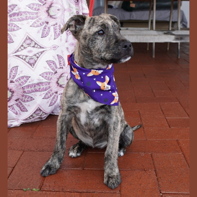 Photo of Tilly