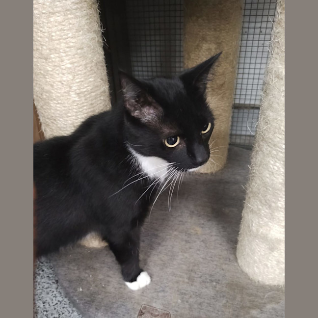 Photo of Chocolate   Now At Pet Quarters Rutherford