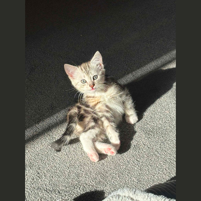 Photo of Cleo Meet Me@Petstock Carrum Downs Store