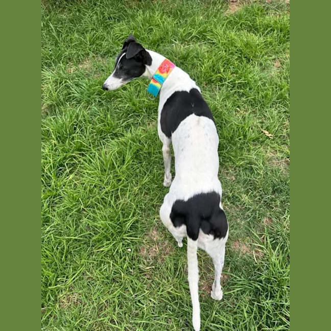Photo of Bucket Girl, The Greyhound