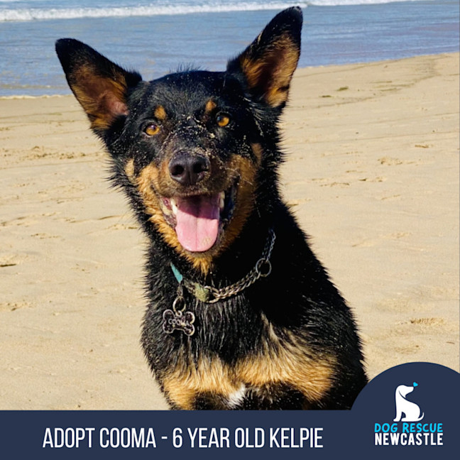 Photo of Cooma   6 Year Old Kelpie