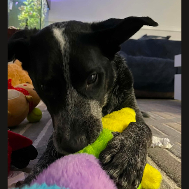 Photo of Rocky