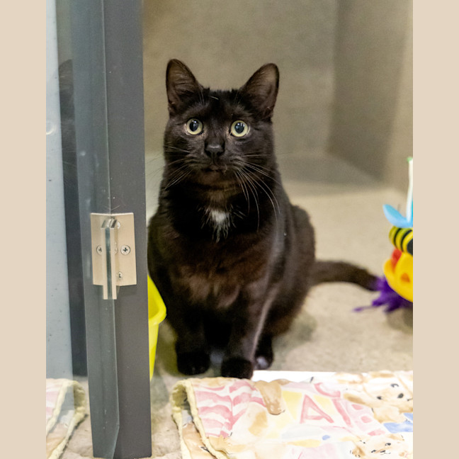 Photo of Lord Farquaad