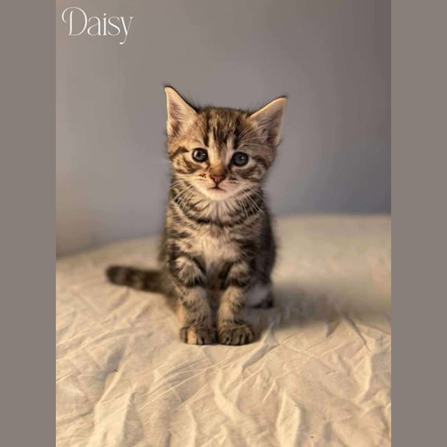 Photo of Daisy